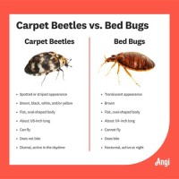 Carpet Beetle Vs Bed Bug Bites