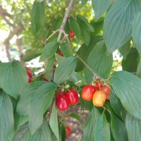 Cornelian Cherry Dogwood Fruit Recipes