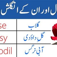 Daisy Flower Meaning In Urdu