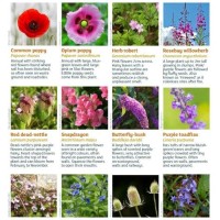 Identify Wildflowers Uk App
