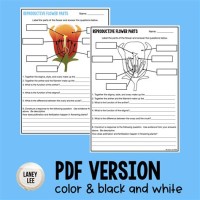 Parts Of Flower Pollination And Fertilization Worksheet Answers