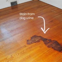 Pet Urine Stain On Hardwood Floor