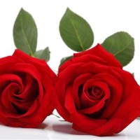 Two Red Rose Flower Photos